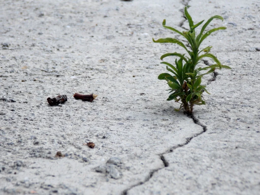 Foundation cracks and differential movement